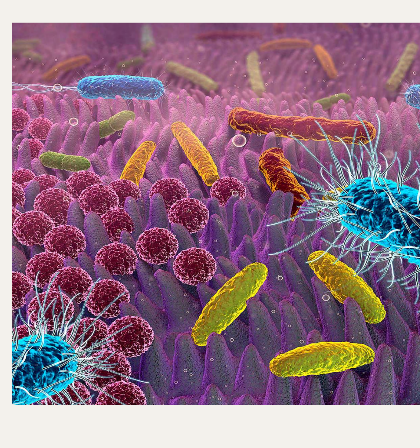 Illustration microscopique du microbiote intestinal